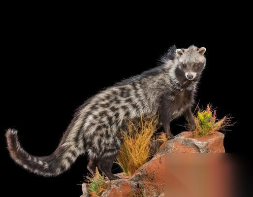 优品灵猫大揭秘 以灵猫传优品灵猫品种为主题的精彩游戏体验和传说