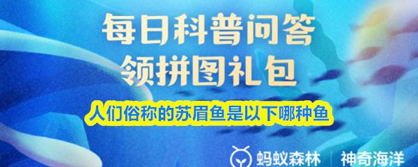 人们俗称的苏眉鱼是以下哪种鱼
