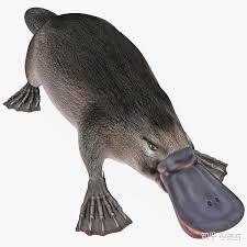 鸭嘴兽属于哪类动物