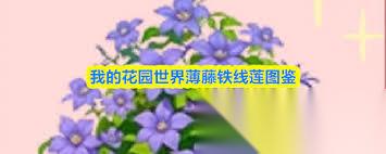 我的花园世界薄藤铁线莲怎么样